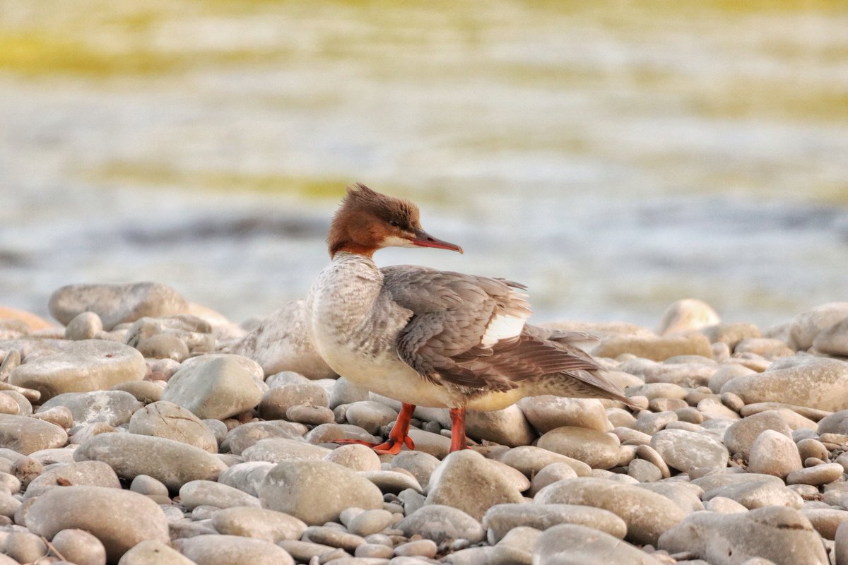 Female Goosander, River Tweed, Melrose. #birdphotography #twitternaturecommunity #rivertweed #scottishborders
