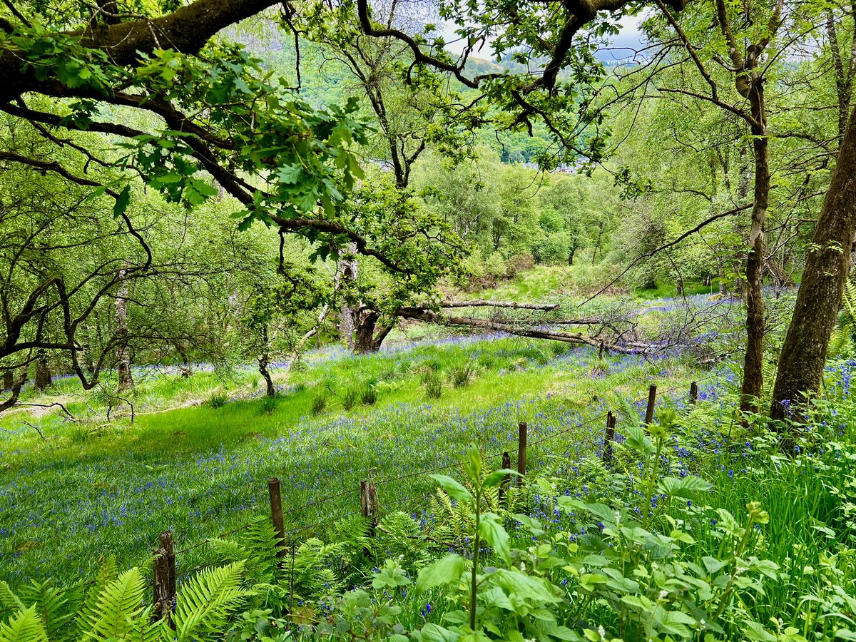 Woodland walk in the trossachs