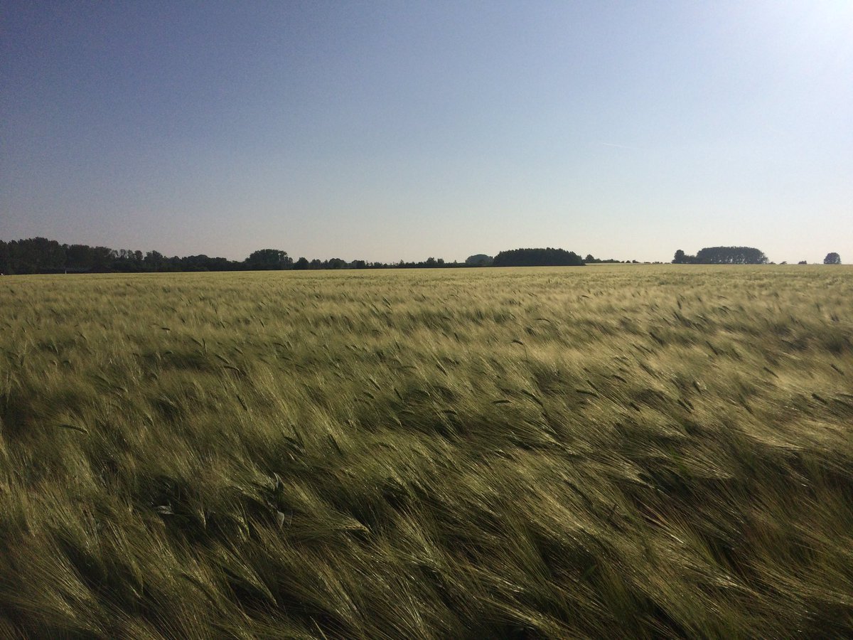 johanzanardi's tweet photo. En plots is alle gerst zo hard gegroeid. Spektakel met veel wind. #Pajottenland #Schepdaal https://t.co/0YCyblOn6j