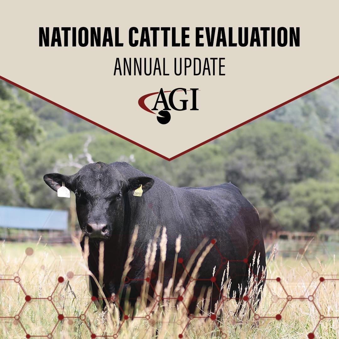 American Angus Association (@AngusAssoc) / Twitter