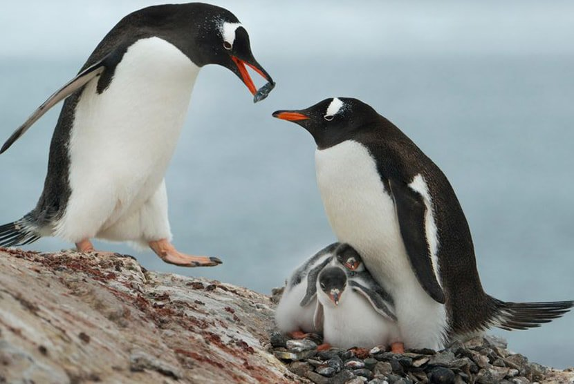 LOS PINGÜINOS REGALAN UNA PIEDRA A SU PAREJA COMO SIMBOLO DE FIDELIDAD

Algunas especies de pingüinos, como el emperador y el de Magallanes, forman parejas monógamas para toda su vida. Estos pingüinos demuestran fidelidad y colaboran en la crianza de sus crías.

Algo curioso es…