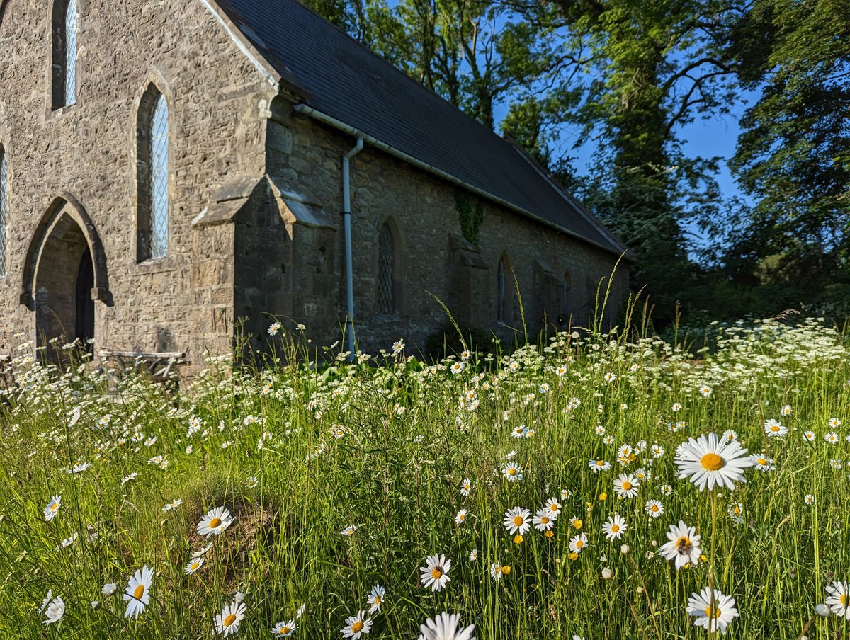 Isn't this how churchyards should be? Wildflowers, pollinators, insects, birds, and tranquility ❤️🏴󠁧󠁢󠁷󠁬󠁳󠁿 #StMichaelsChurchGlascoed #churchescountonnature @MChurchcare @visit_mon @cadwwales @friendschurches @godsacre @MonMeadows @chrisjones781 @KerrieDoodles @MonmouthshireCC