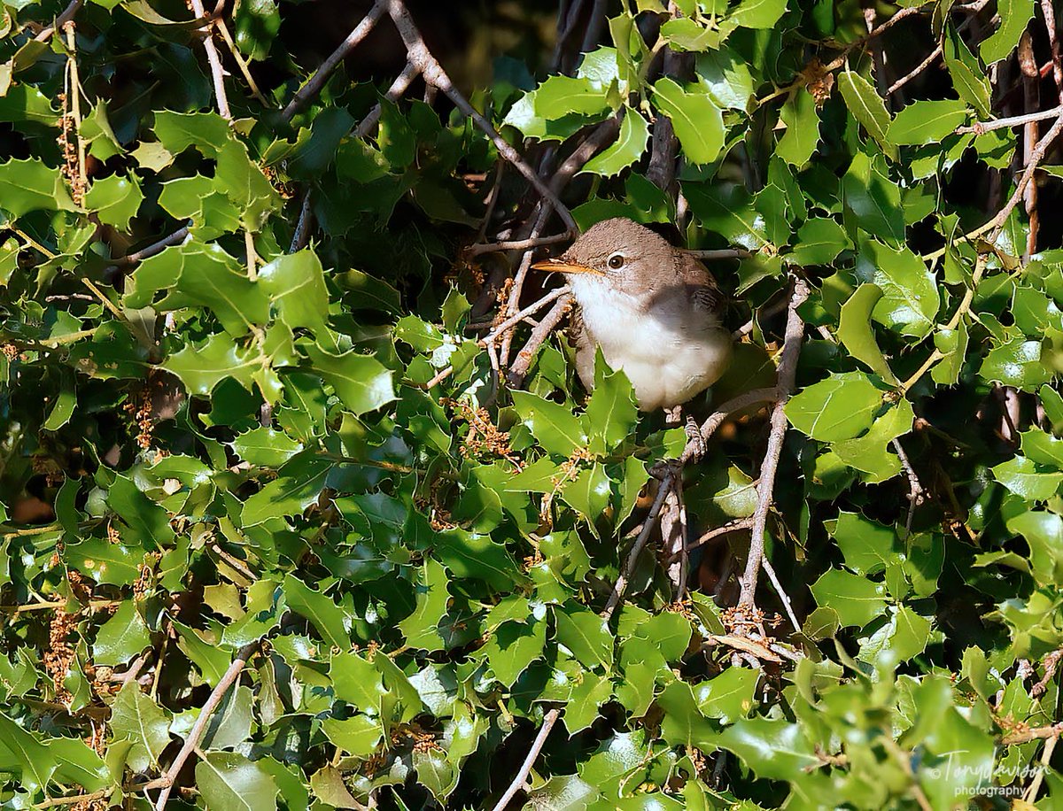 Olive-tree Warbler - Potamia Valley, Lesvos - 20th May 2023