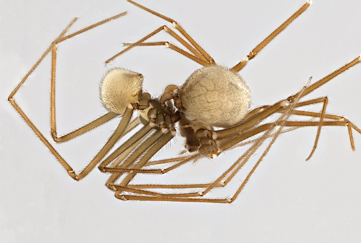 Our new article on a pholcid spider from Argentina is now available in <a href="/RSocPublishing/">Royal Society Publishing</a> 🕷🕷 <a href="/labre_arg/">Laboratorio de Biologia Reproductiva y Evolución</a> 
Copulatory behaviour and genital mechanics suggest sperm allocation by a non-intromittent sclerite in a pholcid spider | Royal Society Open Science royalsocietypublishing.org/doi/10.1098/rs…