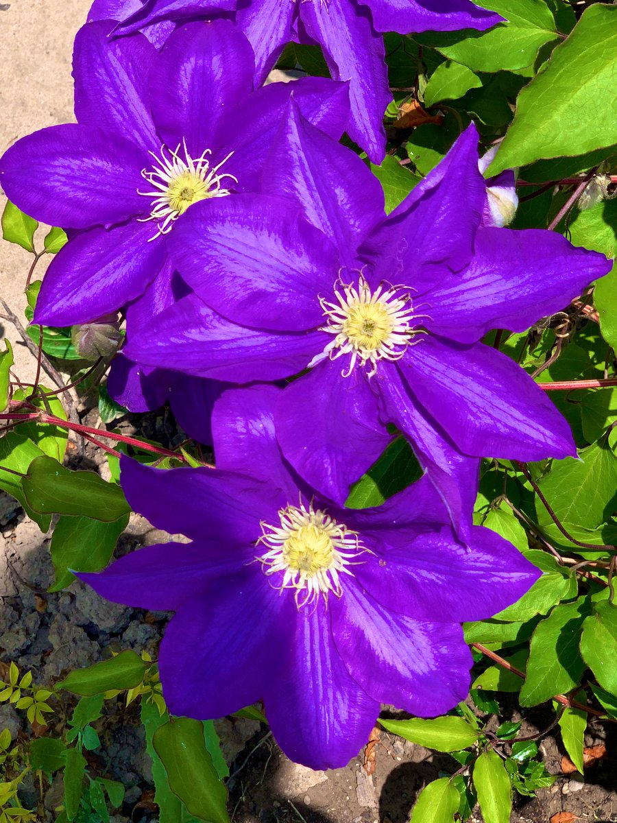 Been patiently waiting 4 these to pop & they finally did today in time for #ClematisThursday. These showstoppers were planted last fall, video short to follow on how I planted them #Clematis  #flowers #beautifulflowers #photo #photograghy #photographylovers #PhotographyIsArt