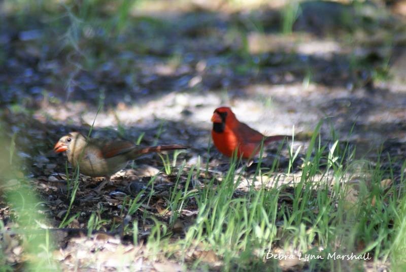 BeautyofFL's tweet image. #Cardinals #birds #femaleCardinal #maleCardinal #red #sweet #cute #nature #mates #LOVE