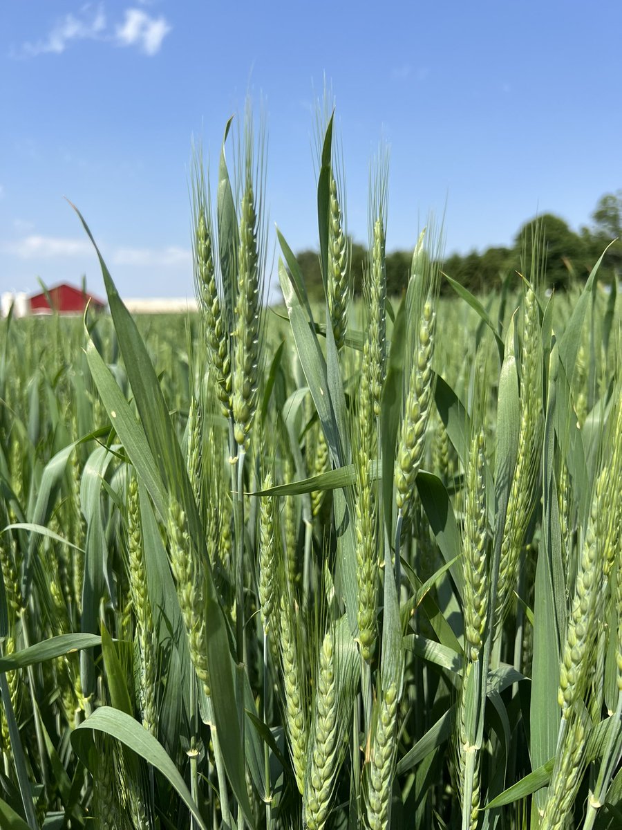 cheekyfarmgirl's tweet photo. I am seeing a lot of Sept wheat in SW Oxford at Day 0 some at Day +1. Plan to start Miravis Ace, Prosaro Pro or Sphaerex applications soon! There is a beautiful wheat crop out there and yes you should spray even though it is hot and dry!  Protect yields! https://t.co/VQZajMZglM