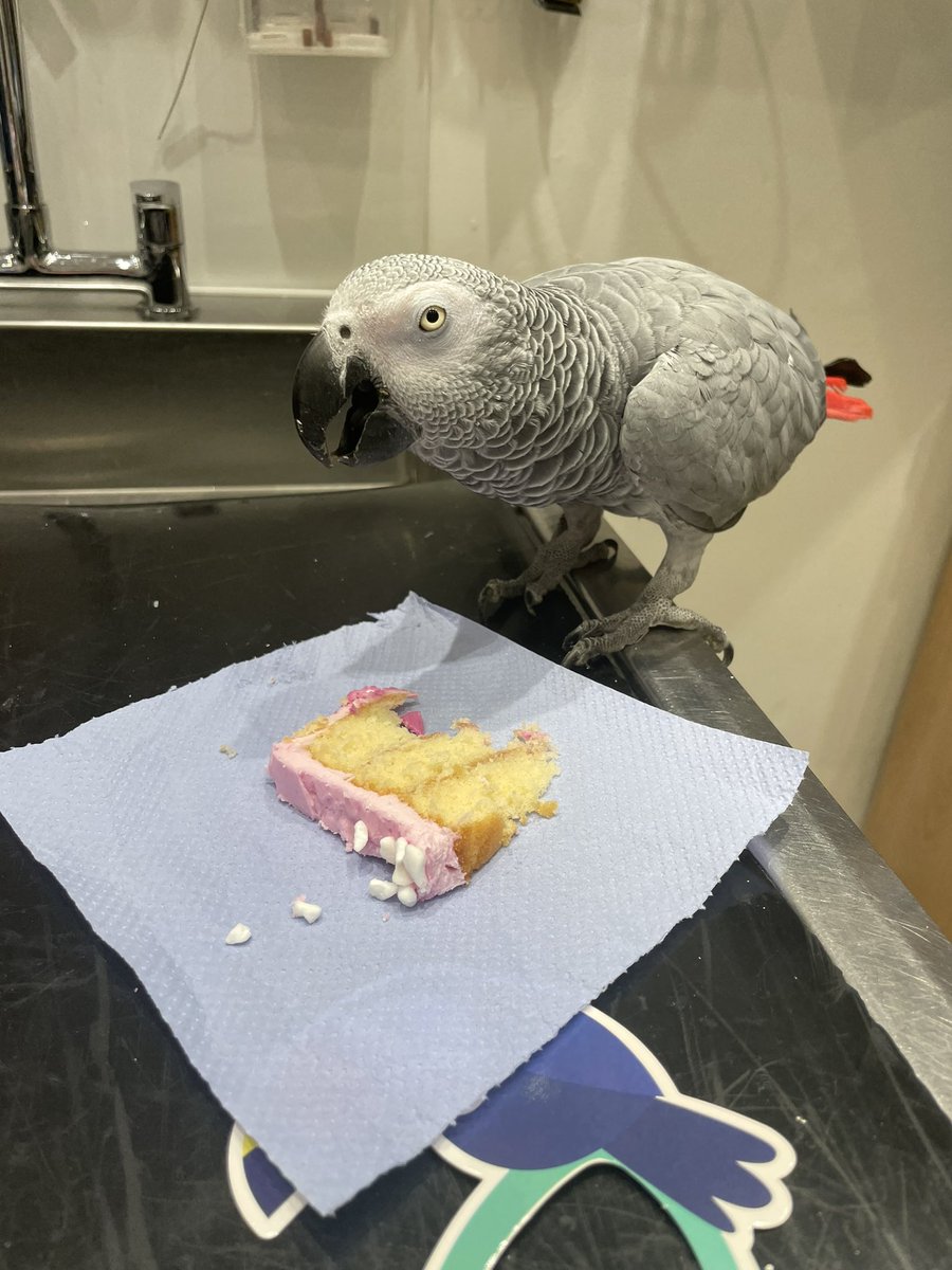Just a parrot having a birthday party at work 🎉 #vettwitter #15today #africangrey