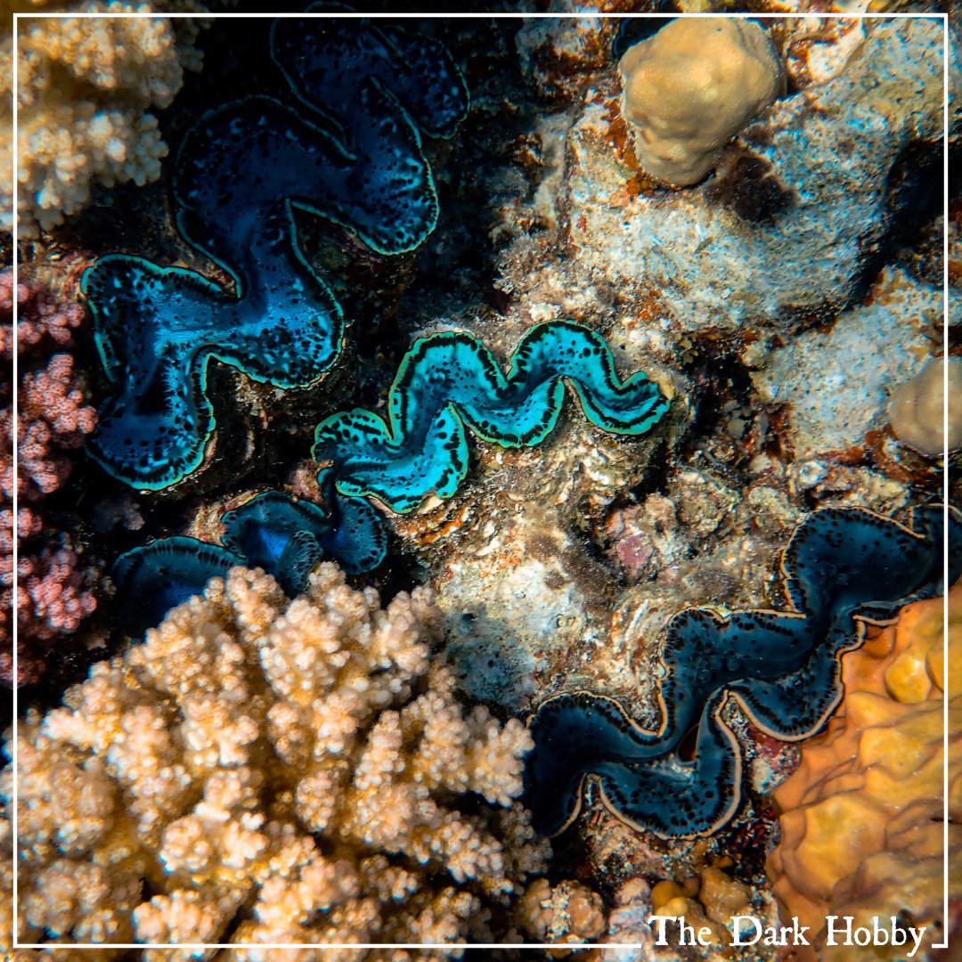 ParadiseFilmwks's tweet image. Did you know? Coral reefs help to improve the quality of the surrounding water. They do this by filtering out things floating in the ocean, which leads to cleaner water. This is why they need protection.
#worldreefday #ProtectOurReefs #CoralReefProtection #coralreef #saveourreefs
