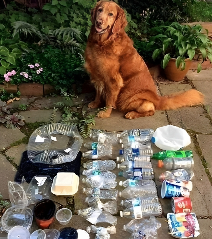 Un perro vio a su dueño recogiendo basura y luego fue y le trajo una botella de plástico desechada, lo que le valió una golosina. Al siguiente día el perro estaba limpiando todo el vecindario.