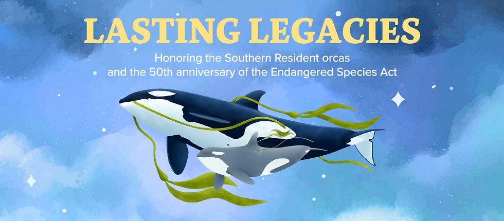 Each June we celebrate #OrcaMonth and the unique community of Southern Resident orcas. 2023 is also the 50th anniversary of the Endangered Species Act, a landmark law that protects SROs so the theme this year is #LastingLegacies! bit.ly/43jAU3z