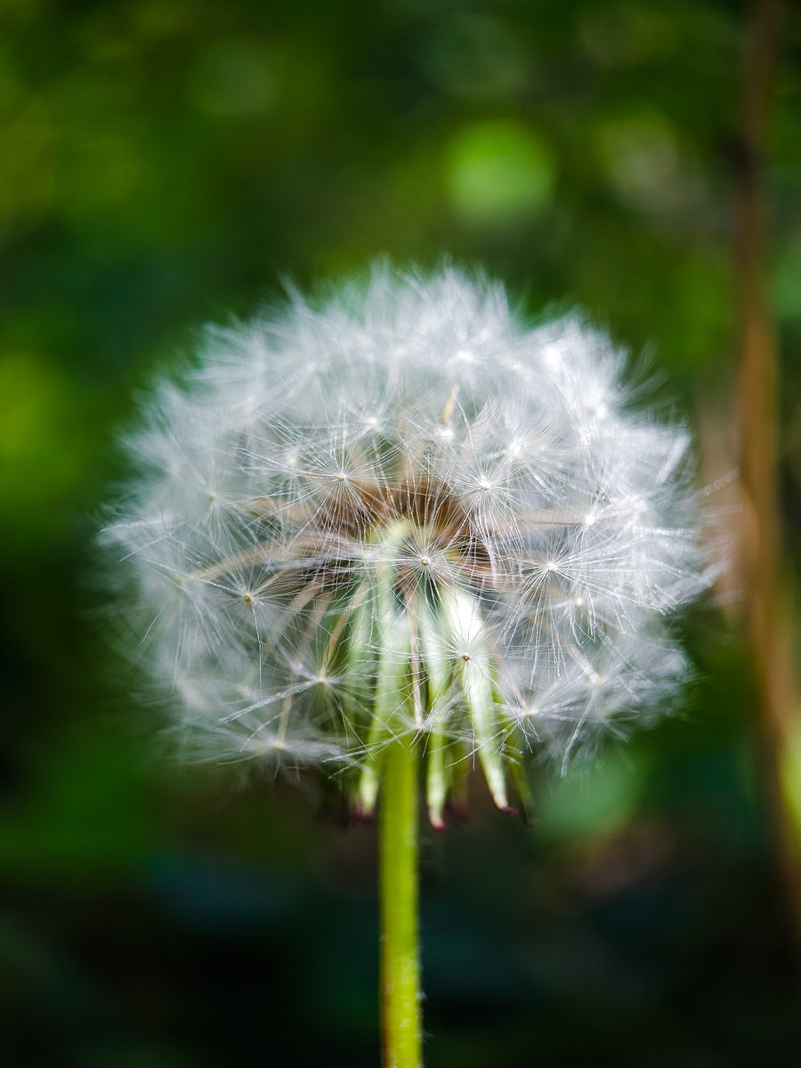 beastgrip's tweet photo. Capture details of the world with our upcoming macro lens. Stay tuned for more stunning shots like this! #macrophotography #comingsoon #beastgrip https://t.co/EBzLg0AEft