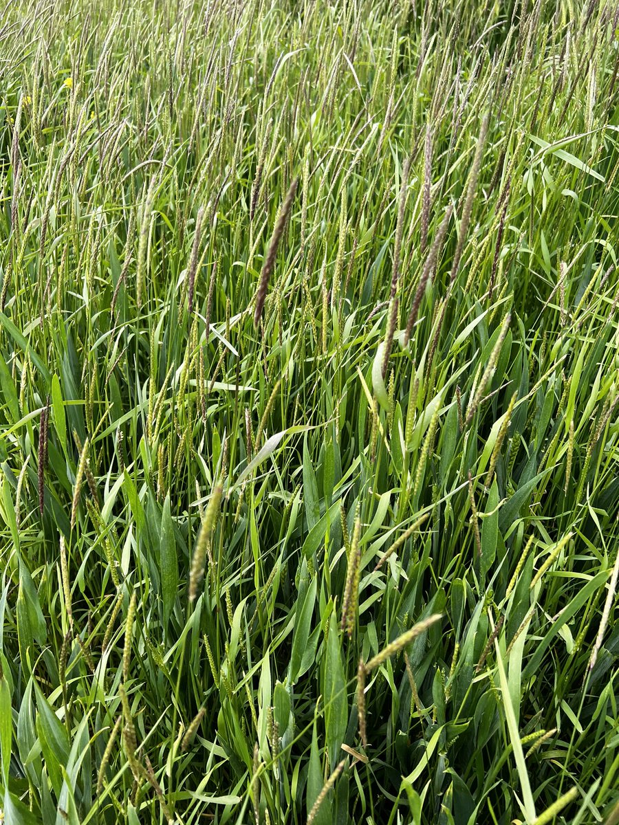 Can’t see the wheat for the black-grass? 

Did you know that for every 100 black-grass ears /m2 it will rob you of 1t/ha yield. 

#farming #blackgrass #winterwheat #agriculture #agrii #funfactoftheday