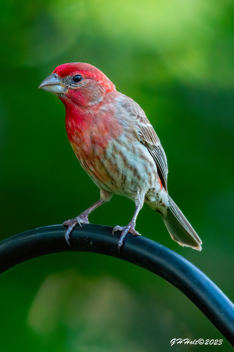 A nice looking male House Finch. They use to dominate my feeders in years past. I only have about 3 pairs this season. I have more Cardinals than Finches.
#TwitterNatureCommunity #NaturePhotography #naturelovers #birding #birdphotography #wildlifephotography #housefinch