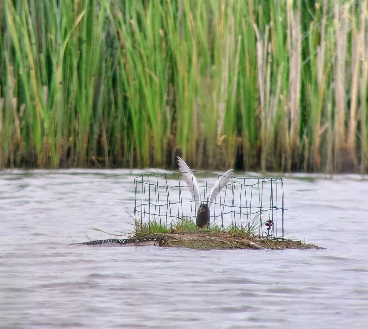 #Blaustirnsen (#zwarte sterns) zijn alweer present op onze broedvlotjes..... prachtig toch ? foto 📸 van stagiar Pieter <a href="/staatsbosbeheer/">Staatsbosbeheer</a> noard #Fryslân
