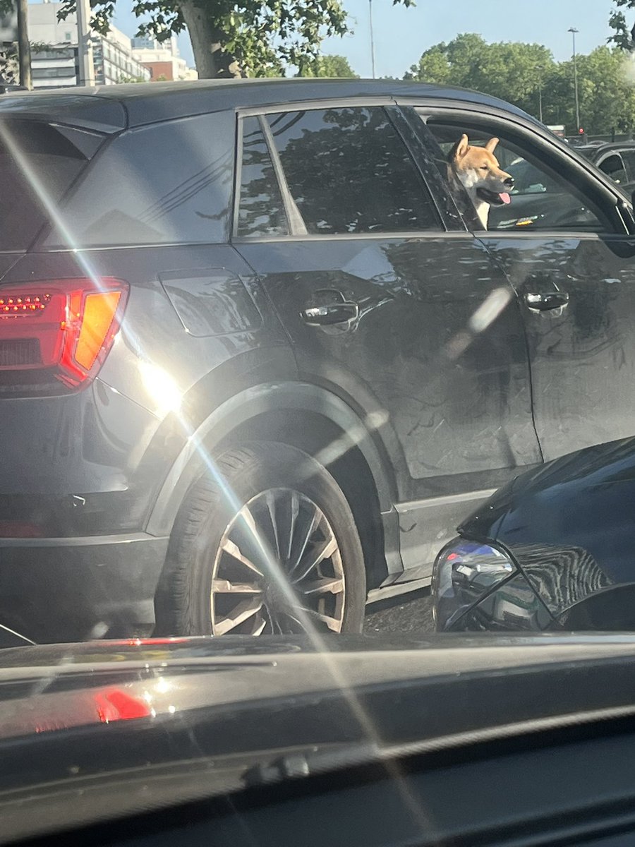 I saw the real #SHIB today!!!!

#ShibaArmy #ShibaInu #Shiba