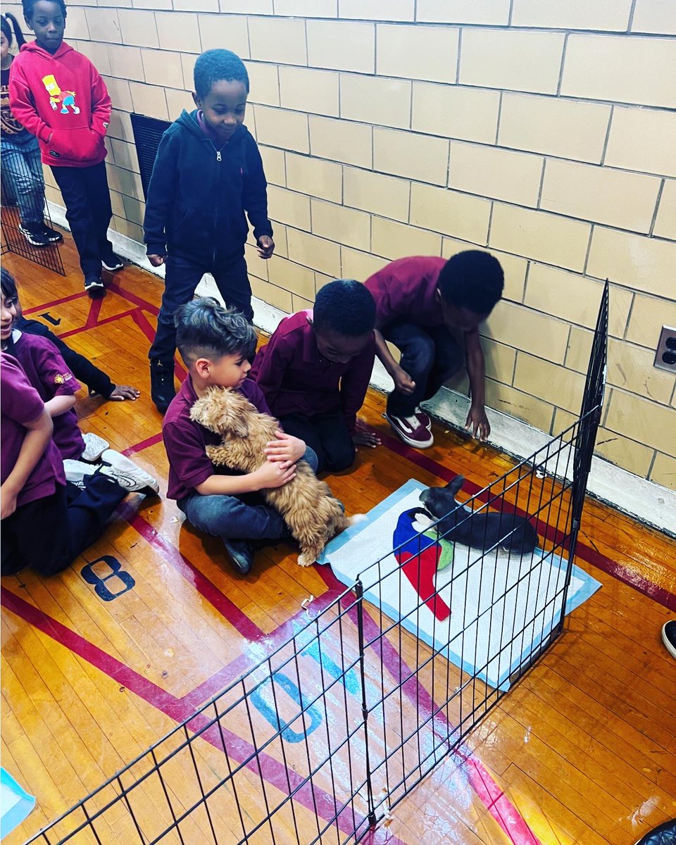 It’s a Puppy Party! Students at PS/IS 323 were rewarded with puppy cuddle time as an attendance incentive. #d23rising <a href="/KirklandKhalek/">Khalek Kirkland</a> <a href="/MickishaM/">Mickisha McKoy, Ph.D.</a>