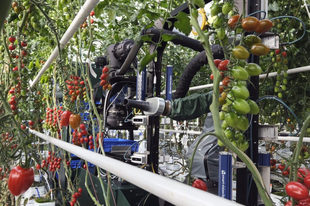 Great interview of Better Food Ventures' portfolio company @FourGrowers by @jennifermarston on @agfundernews buff.ly/3oFMzL0 @robtrice3 @MRoseAgFoodTech #cea #greenhouse #robotics  #food #tomatoes #automation #ai #climatetech #indoorfarming #labor
