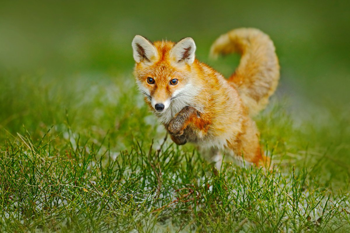 They are athletic and agile. Their long, bushy tails aid in their agility. Much like with domesticated cats, a fox's tail helps it balance as it moves through its environment. They also use their tails to help keep them warm and signal danger. #WillCountyWildlife