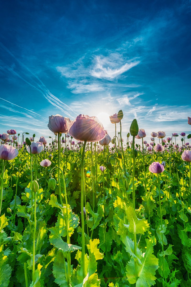 Hallo Sommer
#sommer #poppy #poppyfield #summer #hellosummer