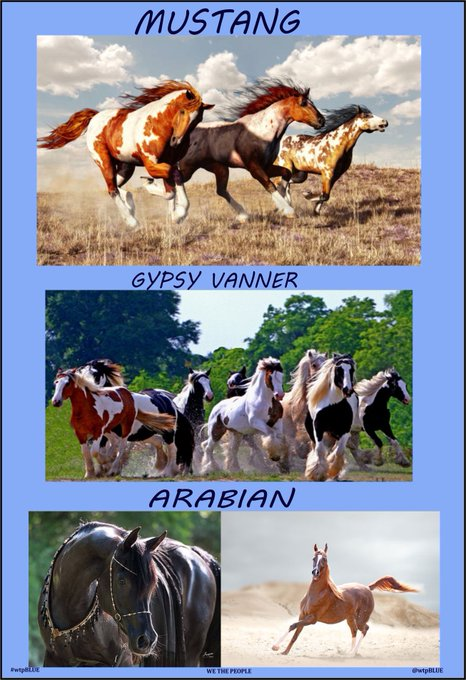 wtp1954

🐴The Mustang Horse
The name Mustang comes from the Spanish word ‘mesteño or monstenco’ meaning wild or stray

Mustang horses are known for their intelligence &amp; athleticism, and are often used in western riding disciplines such as barrel racing and roping.

They are a