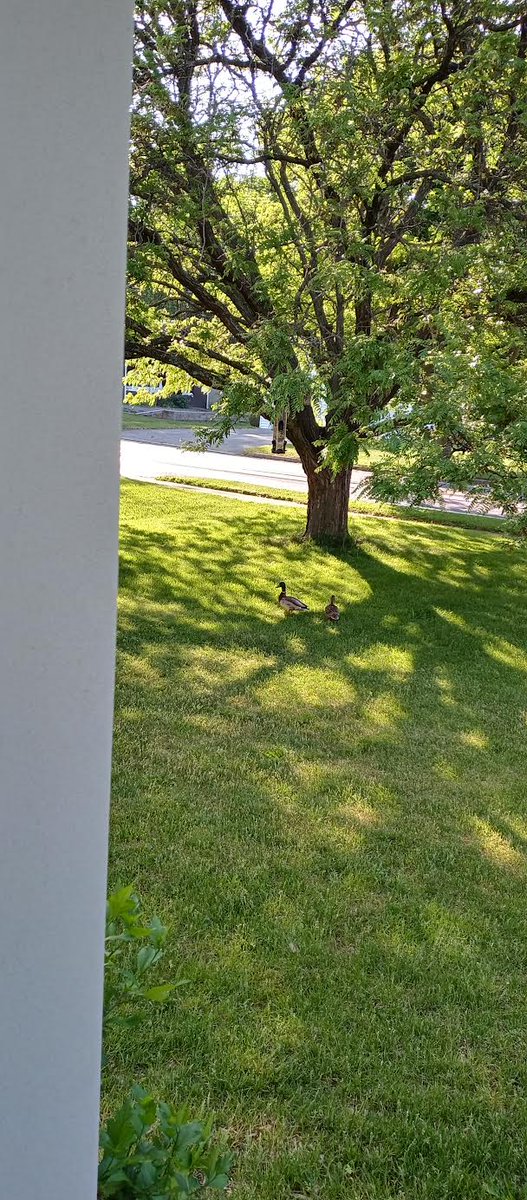 @mericanaf7 @kavakratomdude Oh good. 
In other news, I have ducks hanging out under my birdfeeder