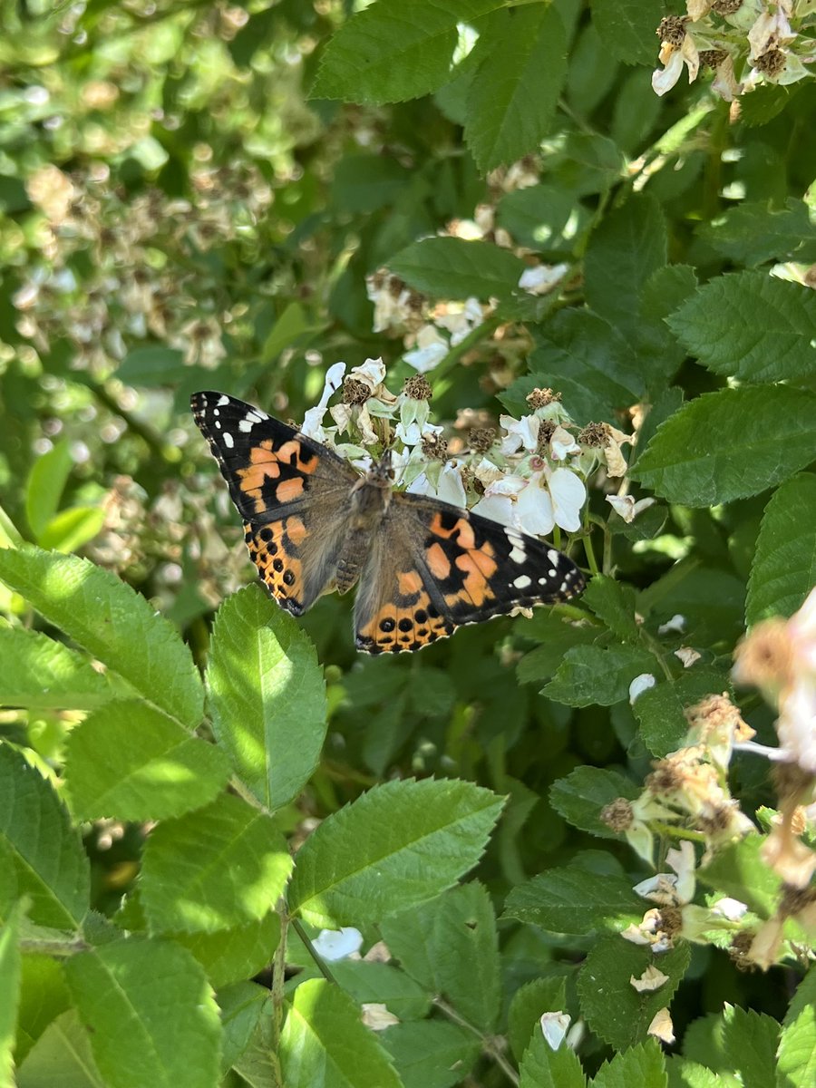 nflaherty10's tweet photo. Butterfly 🦋 release! @LISShines @LTEFNJ @jheller2012 https://t.co/TQZHeP0kkN