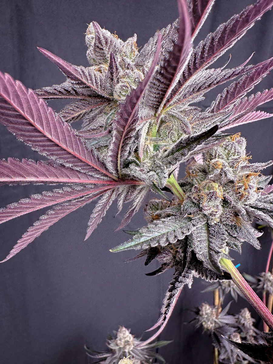 Atticus02021's tweet photo. #UdderlyMadness drop June 2, 2023
@SolfireGardens bringing a #milktruck of 🔥............. 

Here are a couple from the stacked line up..... ⬇️⬇️⬇️⬇️

#uddermadness
#terpgasm
#rainbowrush 
#lungbuster

Hit the website https://t.co/sOf16meIpv use code: SFCATTICUS for 15% OFF!!! https://t.co/xBdp6NPvYC
