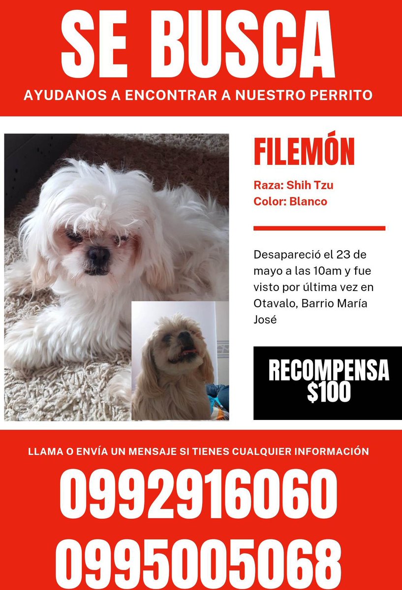 AlertaMePerdi's tweet image. #PERDIDO #OTAVALO
Nombre: #FILEMON
Fecha: 23/05/23
Sector: Norte, Barrio María José 
Sexo: Macho
Raza: Shitzu.
Obsv.: Pelaje largo, manchas de piel más clara en los párpados y nariz 
Contacto: 0992916060
RECOMPENSA $ 100.00
¡Ayúdalo a volver con su familia!
#AlertaMePerdí