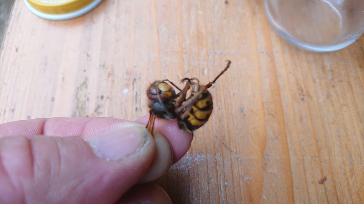 DA_FONZ's tweet photo. Found and killed.. Asian giant hornet in Haliburton ON. https://t.co/lBDUAvdB6L
