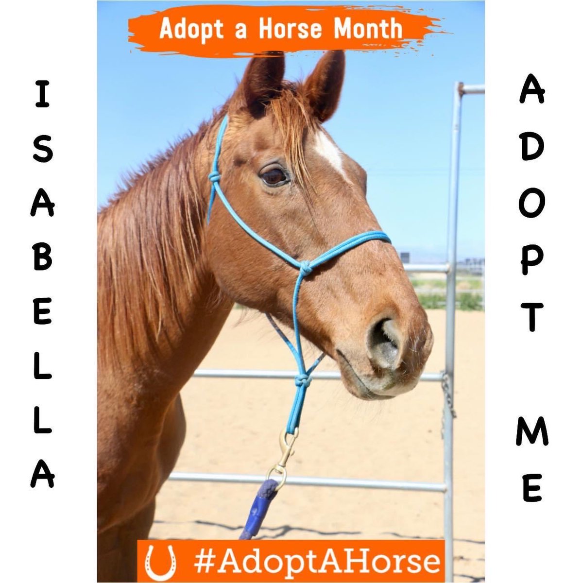 I know #AdoptAHorse month is over but…I had to share my pretty pal Isabella! She came all the way from #KY & she’s ready for her person! #adopt #love #ottb #thoroughbred #wildatheart #righthorse ⁦@ASPCA⁩ 🐴❤️