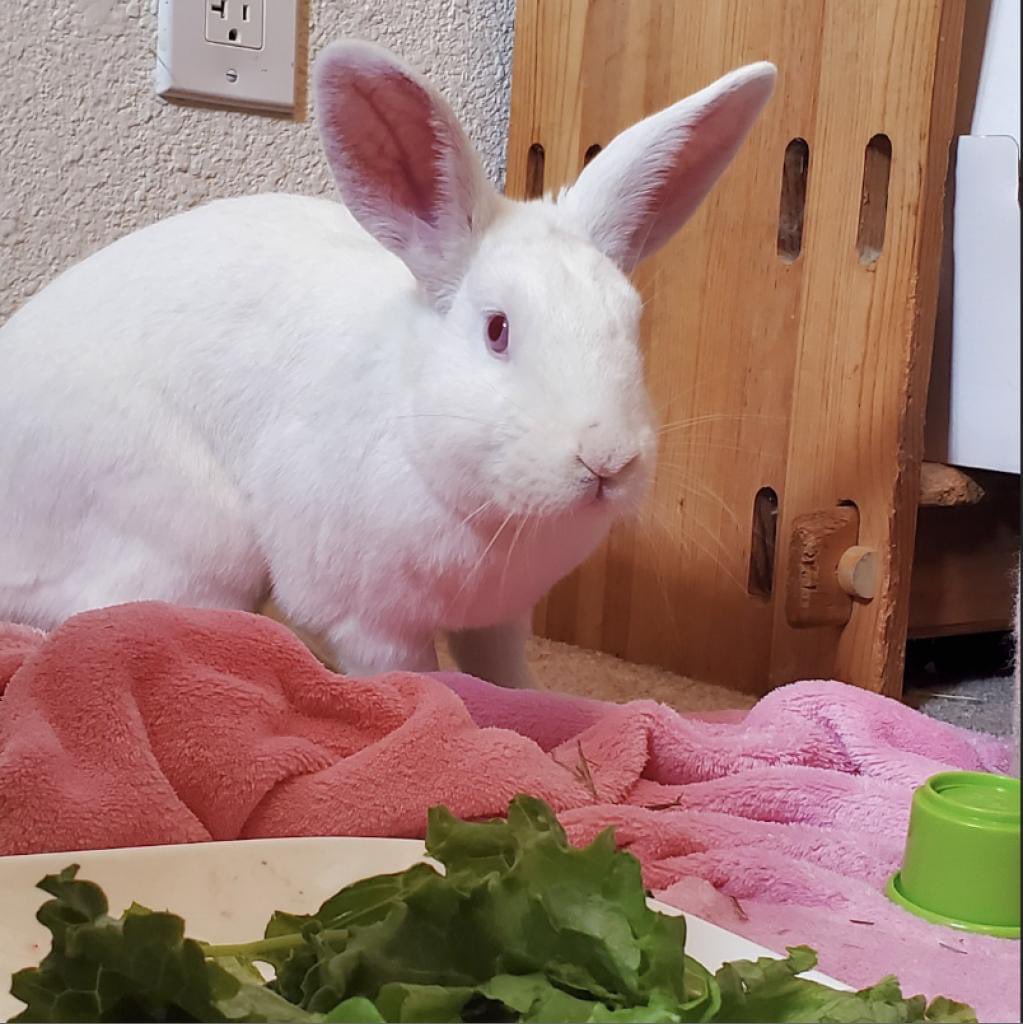 Thinking of adopting, but don't know about litter training, bunny proofing, or what to feed? 🥬 Looking to find your rabbit a new friend, but aren't sure about the bonding process? 💘 We’ve got you covered! 💻🐇

Check out our free weekly Zoom classes: center.rabbit.org/classes/