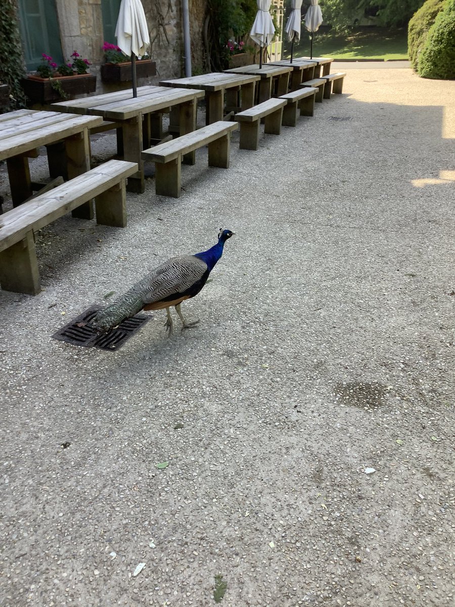 BSGD Year 7 Normandy Trip 2023 tweet media