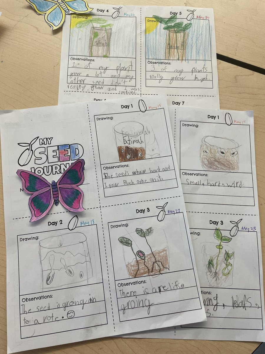 The Grade 3’s are showing off their green thumbs, growing and monitoring their plants from seeds to seedlings! #awesomestartshere @TDSB_Grenoble