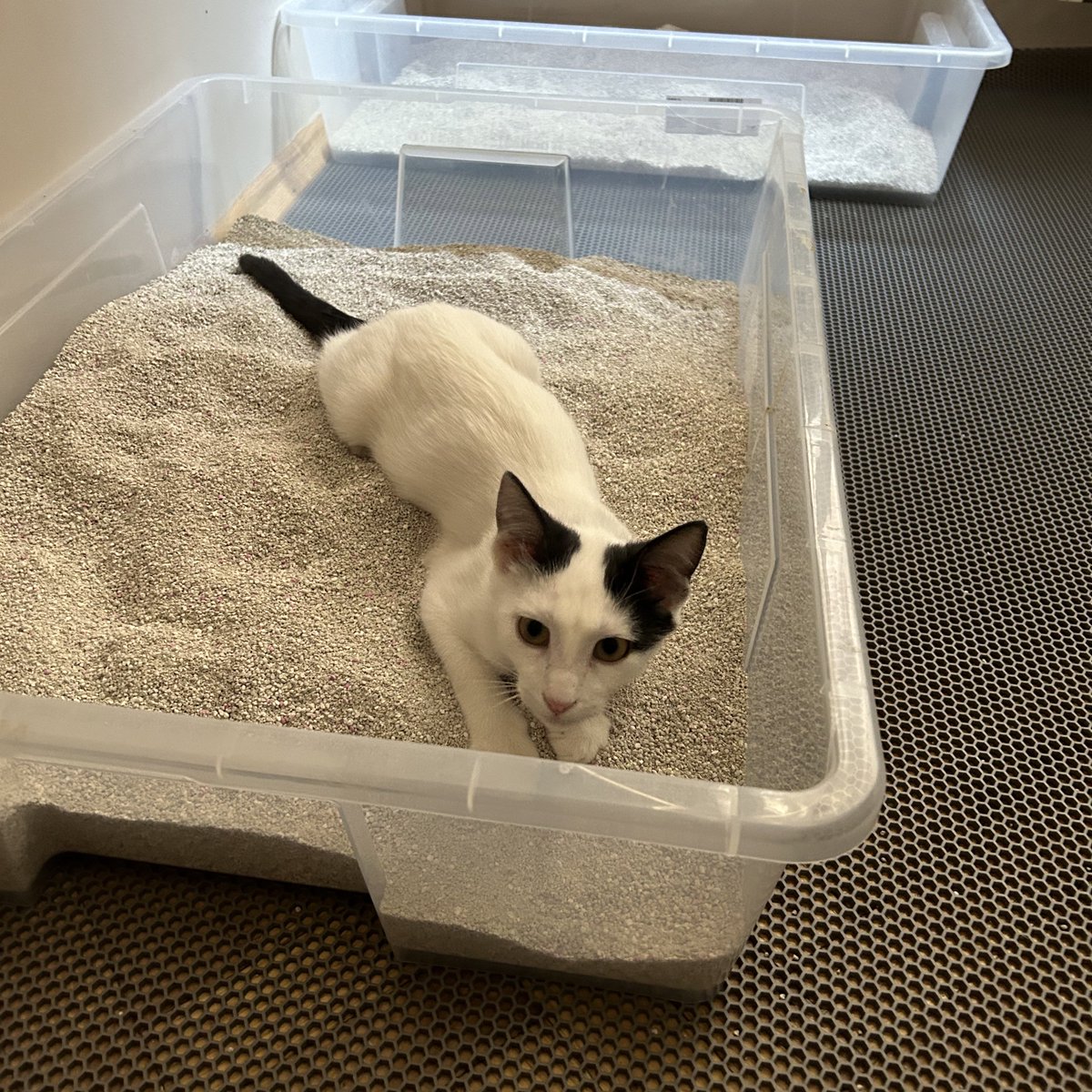 Uzanmışım kumlara… Güneş damlar içime…