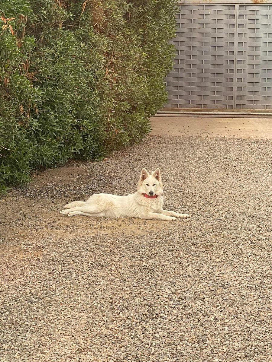 vero 🇨🇱🇨🇱🐾🐾 tweet media