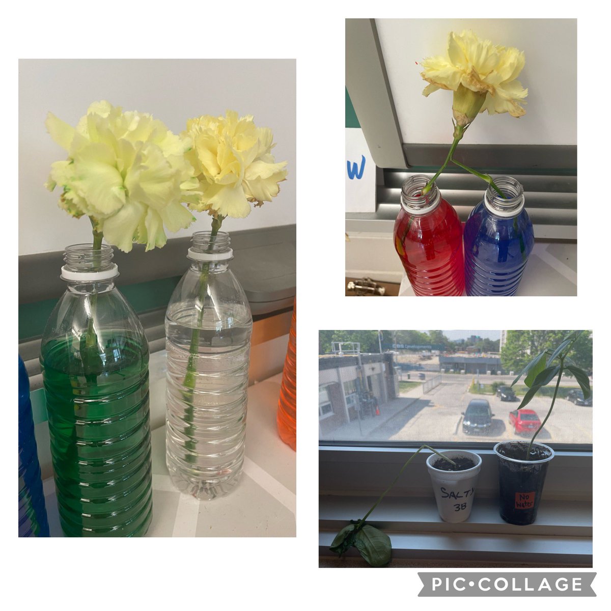 Plant experiments! What does a plant need to survive? How do their special plant parts actually work? The Grade 3’s are full of questions! #awesomestartshere @TDSB_Grenoble