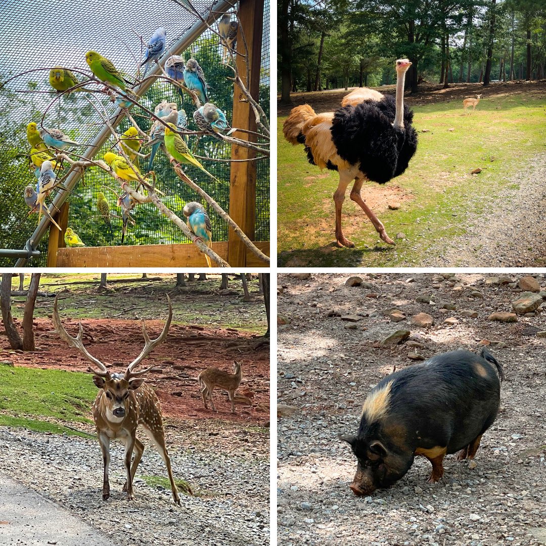 What an adventure! Second-grade students had a blast at the Wild Animal Safari in Pine Mountain, GA. They embarked on an exciting drive-thru safari, where they had the thrilling opportunity to encounter nature's magnificent animal friends up close. #DavisLove #BeAmazed #Davis30