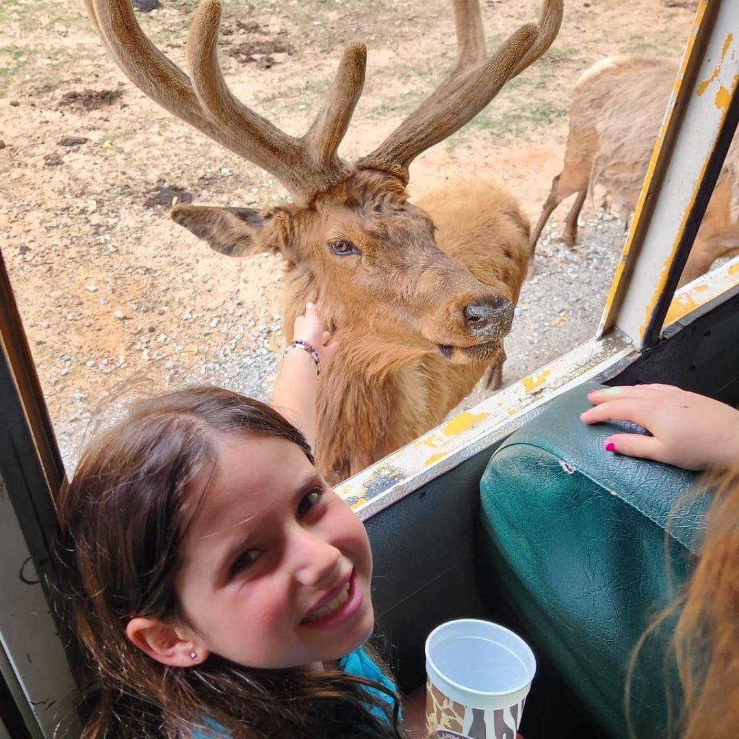 What an adventure! Second-grade students had a blast at the Wild Animal Safari in Pine Mountain, GA. They embarked on an exciting drive-thru safari, where they had the thrilling opportunity to encounter nature's magnificent animal friends up close. #DavisLove #BeAmazed #Davis30