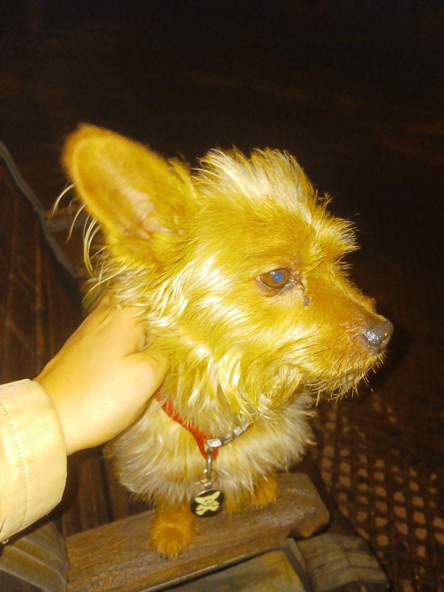 Un primer plano de Simba, que en los vídeos siempre está explorando ^^