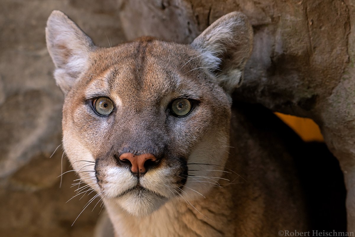 Closeup portrait of one of the mountain lions at the Minnesota Zoo. I love all the details and squiggles in his eyes.