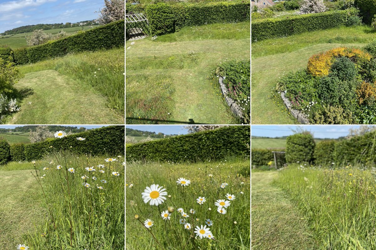 Great example of “a mini-meadow” in a garden providing a great habitat for wildlife. #LetItBloomJune #NoMowMay #WildGardens #Lawns #WildLawn #wildflowers @LGSpace #BeeTheChange #Bees #Butterflies #Bugs #Wildlife #MiniMeadow