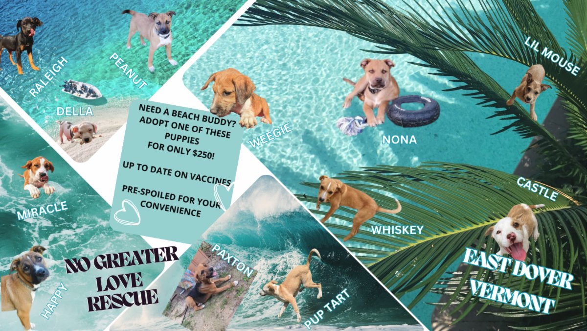 FOR MORE INFORMATION CONTACT US AT 
ADOPTNGL@GMAIL.COM
OR OUR WEBSITE
NOGREATERLOVERESCUE.COM