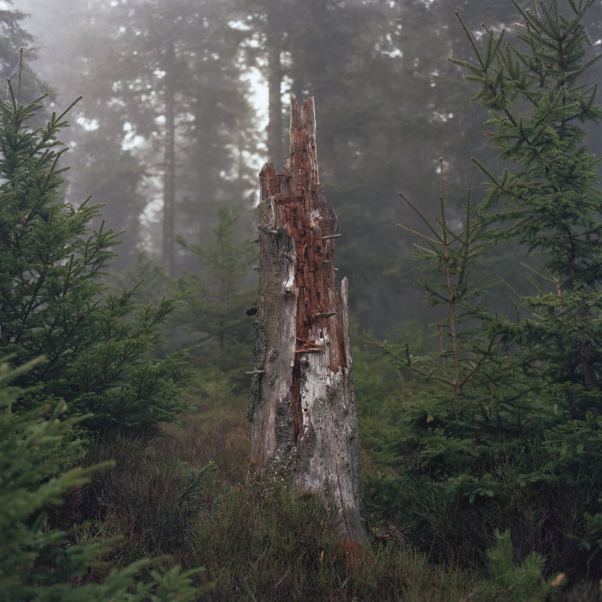 361
#tree #deadtree #trunk #forest #wood #nature #fog #mist #analogphotography #filmphotography #hasselblad #zeiss #kodak #ektachrome #vosges #schwarzwald #mountain