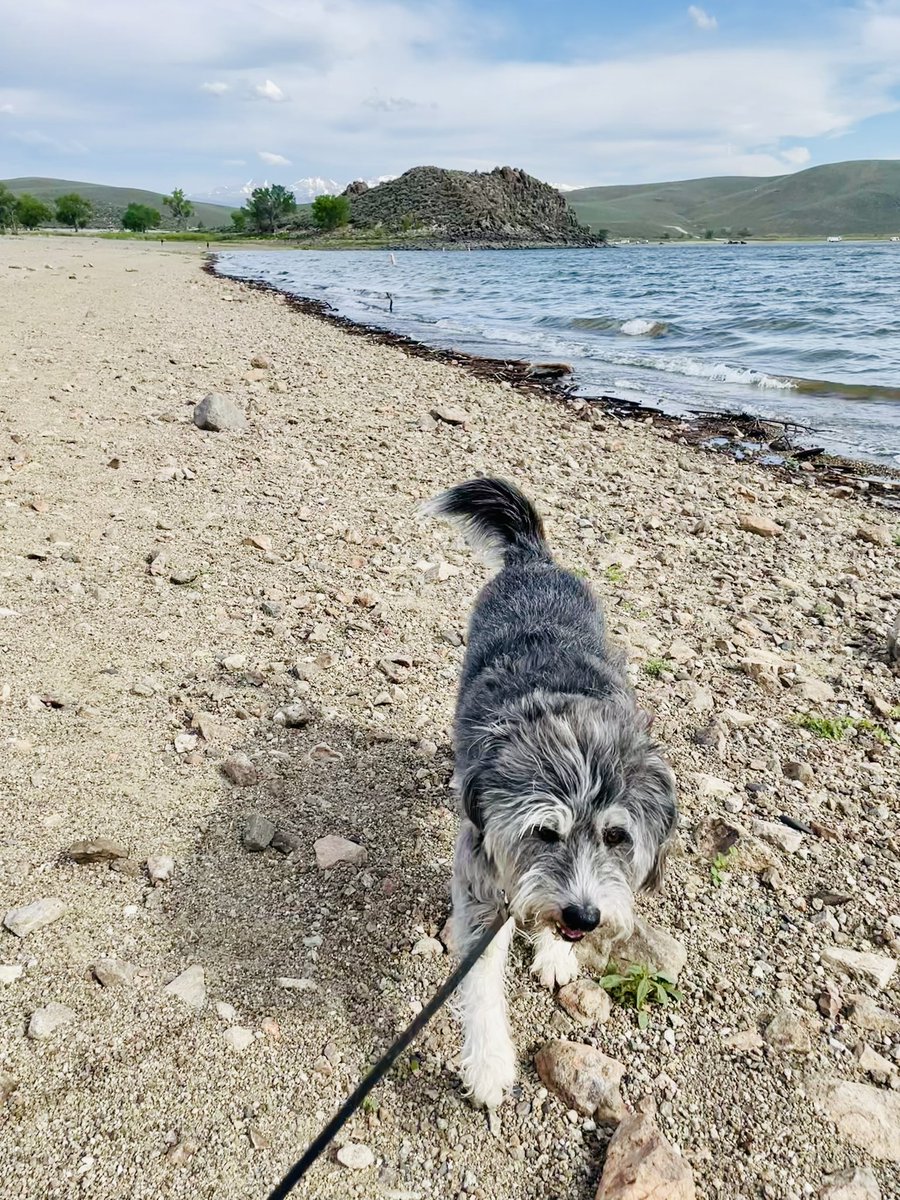 Ok Rue…one more run on the beach before we go. You’re the boss 😜

#LakeDog 
#campingwithdogs