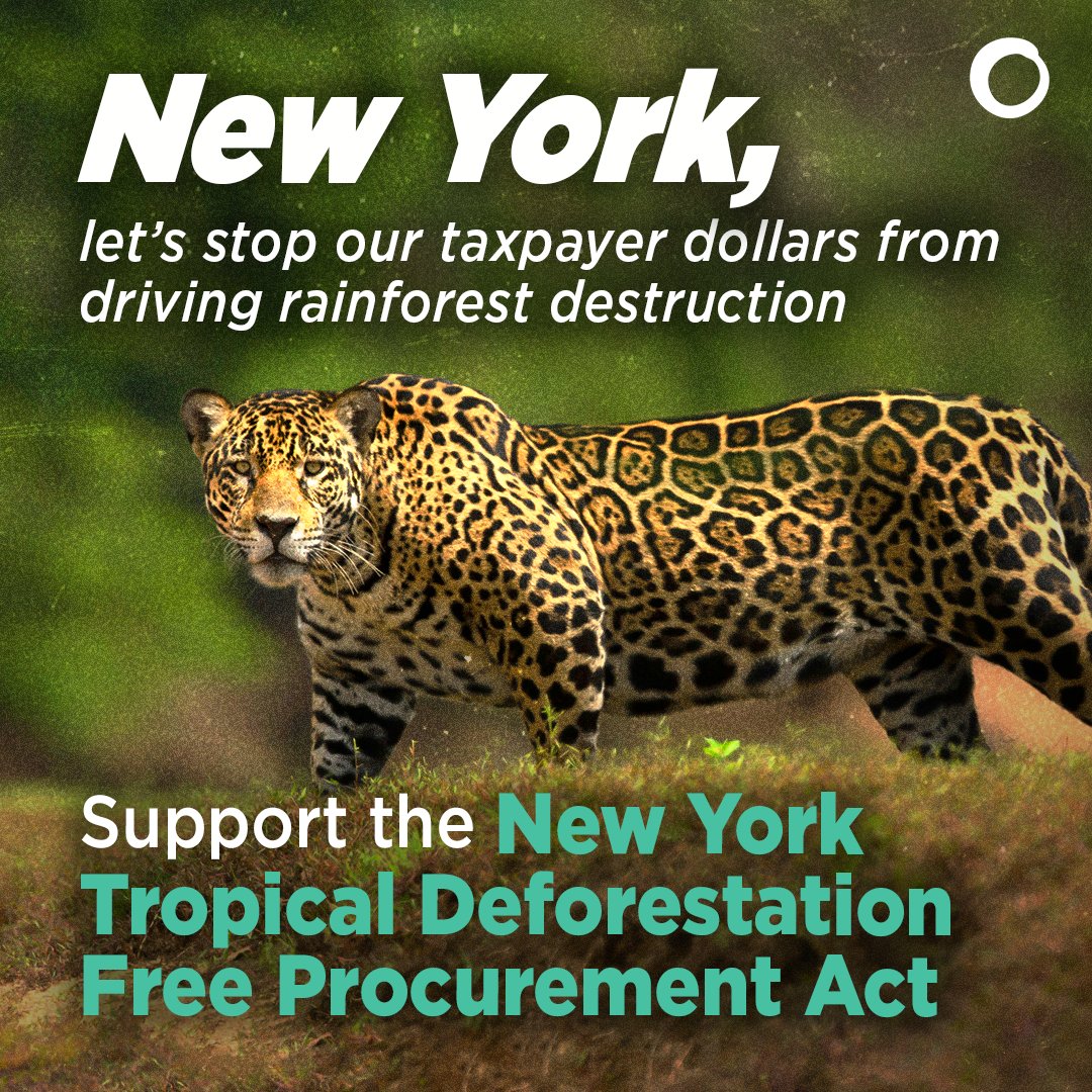 foe_us's tweet photo. New York is poised to pass the NY Tropical Deforestation-Free Procurement Act to #DefundDeforestation 👏
With leadership from @kenzebrowski_ny, this bill could win in the Assembly next week! https://t.co/yrEGsXs9kc