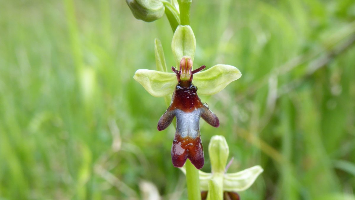 BerwickBirds's tweet photo. #30DaysWild starts with a belter in Derbyshire with Jacob's Ladder, Burnt Orchid, Frog Orchid and Fly Orchid. #wildflowe https://t.co/x7Nn3TqazK