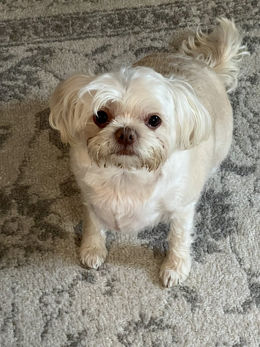 NellieWenna & Pippa! (@nelliewenna) on Twitter photo 