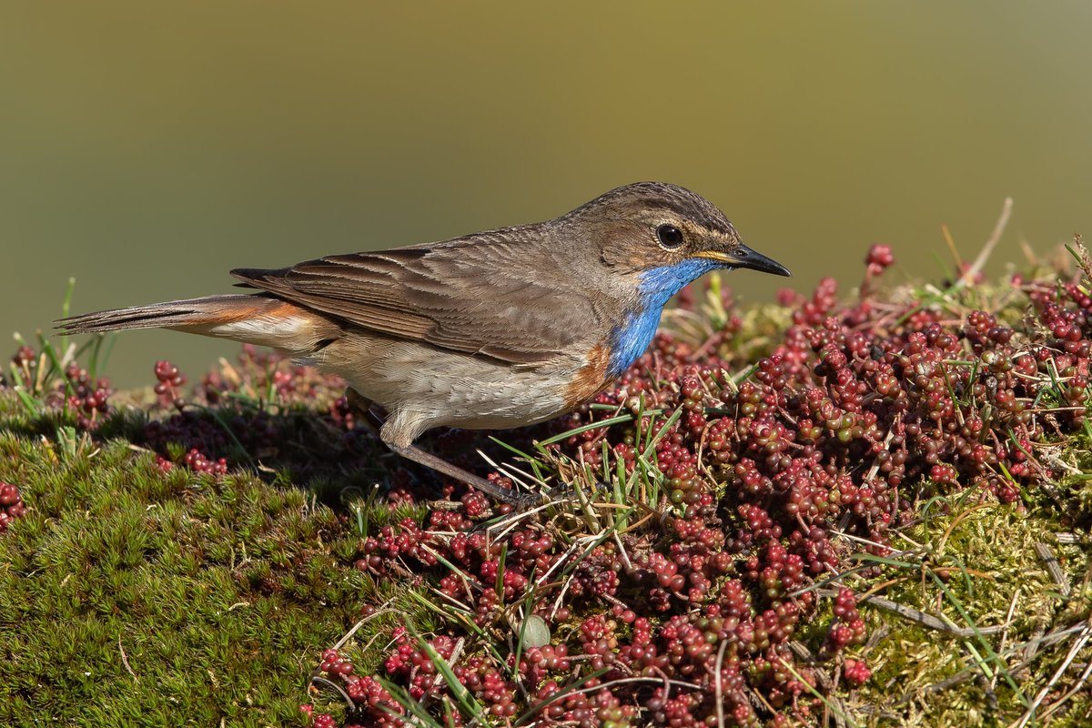 A male Bluethroat. Another beautiful bird in the mountains near Cremenes, Spain.