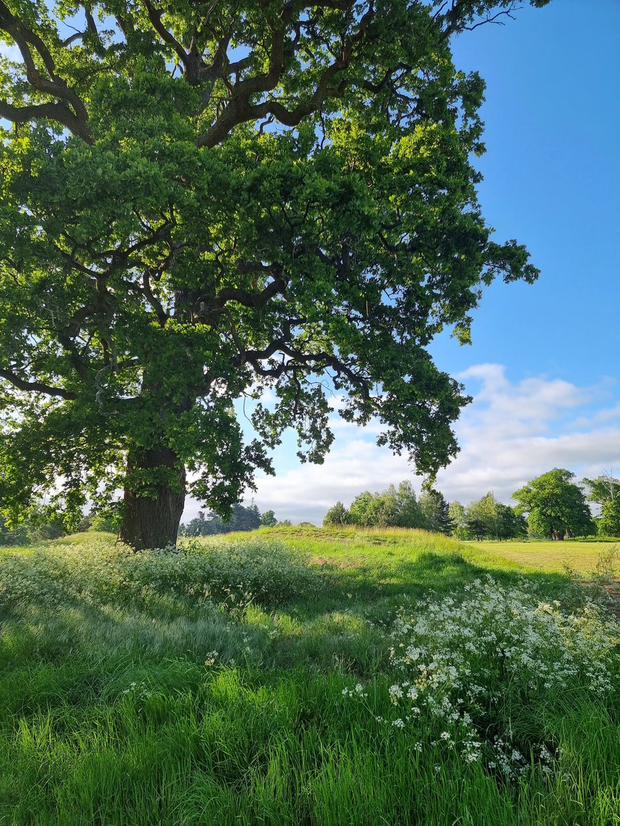 JTCHANGINGBIZ's tweet photo. Old oak tree surrounded by cow parsley
#Treeflections https://t.co/zxMUAJ5lOW